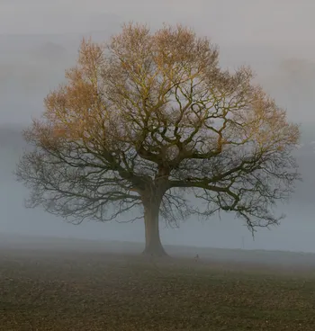 Spring Pheasant Tree.jpg